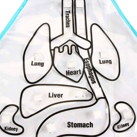 Human body deals apron