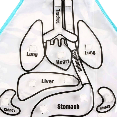 Human shop body apron